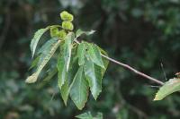 Castanea sativa