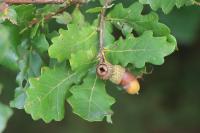 Quercus robur