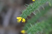 Ulex minor