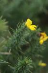 Ulex minor