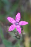 Dianthus armeria