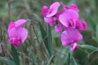 Lathyrus latifolius