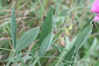 Lathyrus latifolius