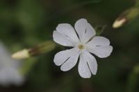 Silene latifolia