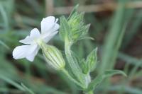 Silene latifolia