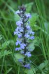 Ajuga reptans