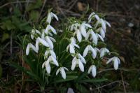Galanthus nivalis
