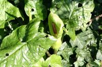 Arum maculatum