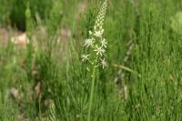 Loncomelos pyrenaicus
