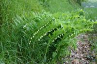 Polygonatum multiflorum