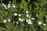 Rabelera holostea