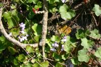 Cymbalaria muralis