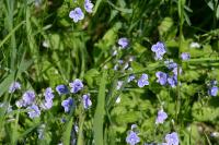 Veronica persica