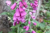 Digitalis purpurea