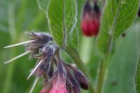 Symphytum officinale