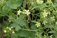 Bryonia dioica
