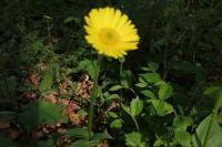 Doronicum plantagineum