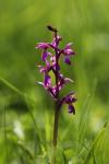 Orchis mascula