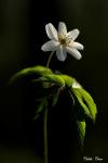Anemone nemorosa