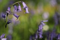 Hyacinthoides non-scripta