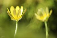 Ficaria verna