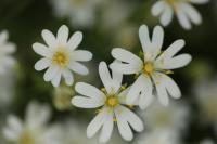 Rabelera holostea