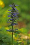 Ajuga reptans