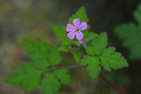 Geranium robertianum