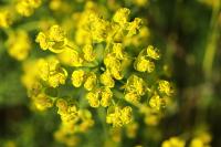 Euphorbia cyparissias