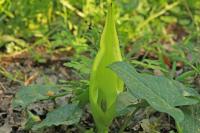 Arum maculatum