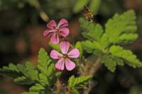 Geranium robertianum