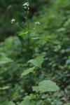 Alliaria petiolata