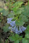 Glechoma hederacea