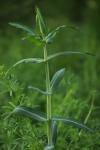 Euphorbia lathyris