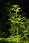 Galium aparine