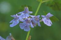 Glechoma hederacea