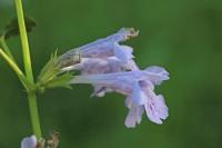 Glechoma hederacea