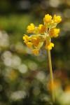 Primula veris