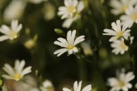 Rabelera holostea