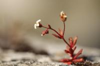 Saxifraga tridactylites