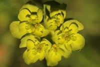 Euphorbia helioscopia