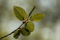 Carpinus betulus