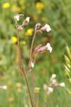 Silene latifolia