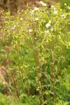 Senecio vulgaris
