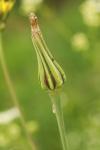 Tragopogon pratensis