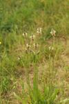 Plantago lanceolata