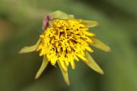Tragopogon pratensis