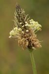 Plantago lanceolata