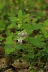 Melittis melissophyllum