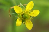 Geum urbanum